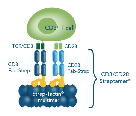 Cell expansion with CD3/CD28 Streptamer