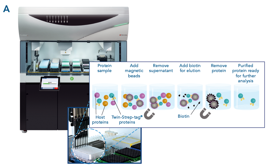 high-throughput screening and automation with magstrep magnetic beads protein purification