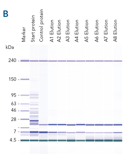 High purity in automated protein purification devices with magentic beads