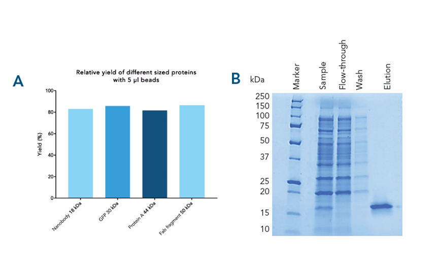 Magnetic beads protein purification with high purity and yield