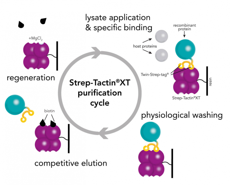 Strep-Tactin®XT technology