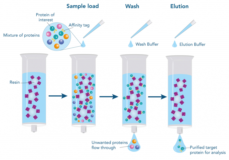 Protein Affinity Chromatography