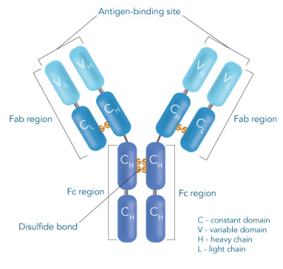 Protein Affinity Chromatography