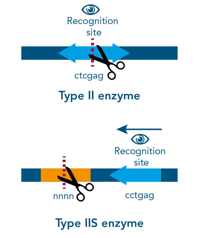 cloning-transformation-transfection-expression